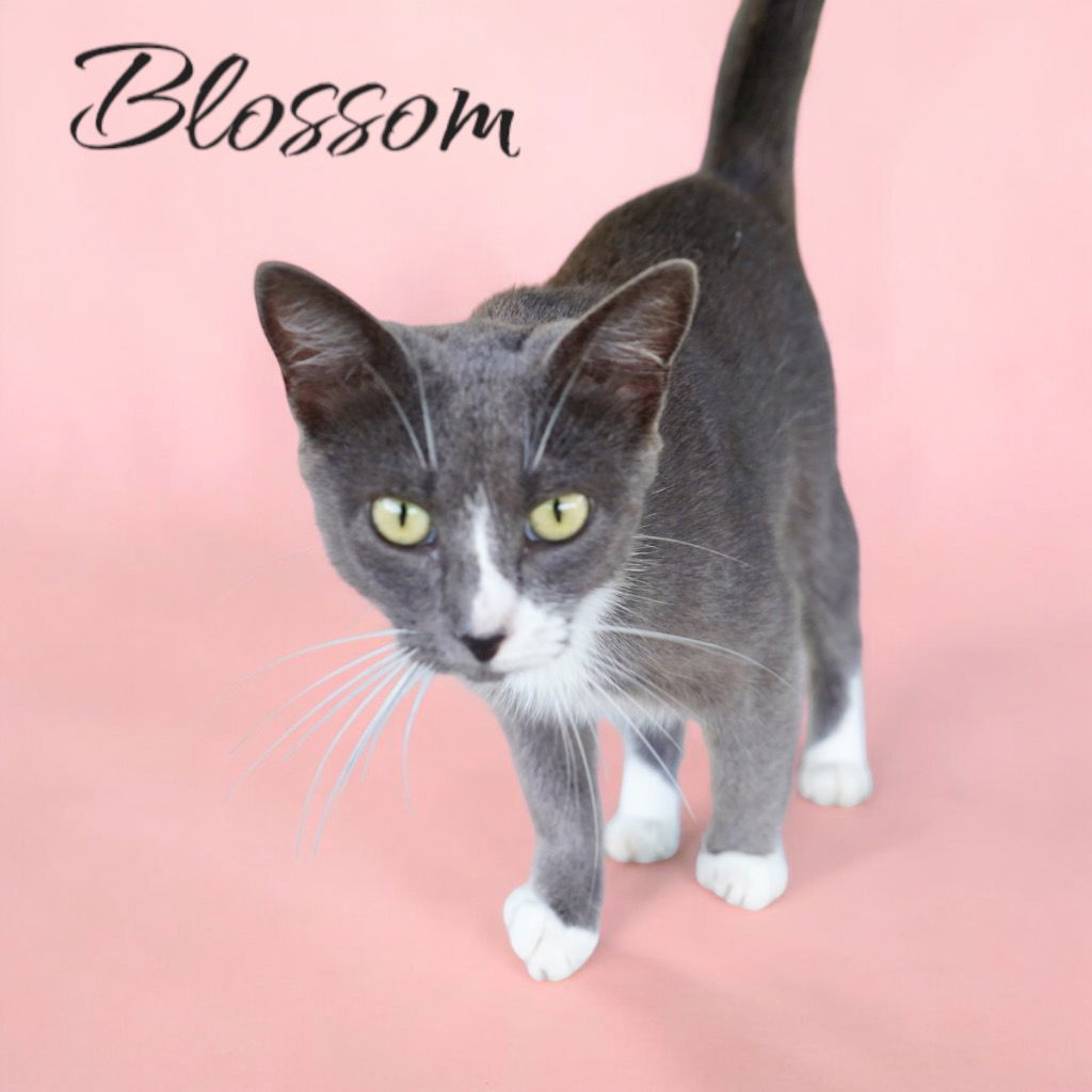 adoptable Cat in Nashville, GA named Blossom