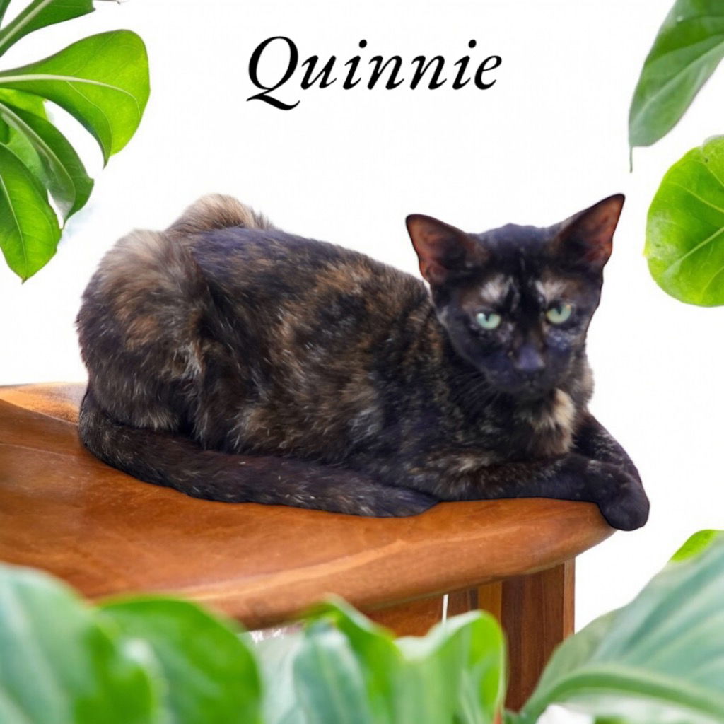 adoptable Cat in Nashville, GA named Quinnie