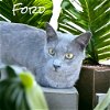 adoptable Cat in nashville, GA named Ford