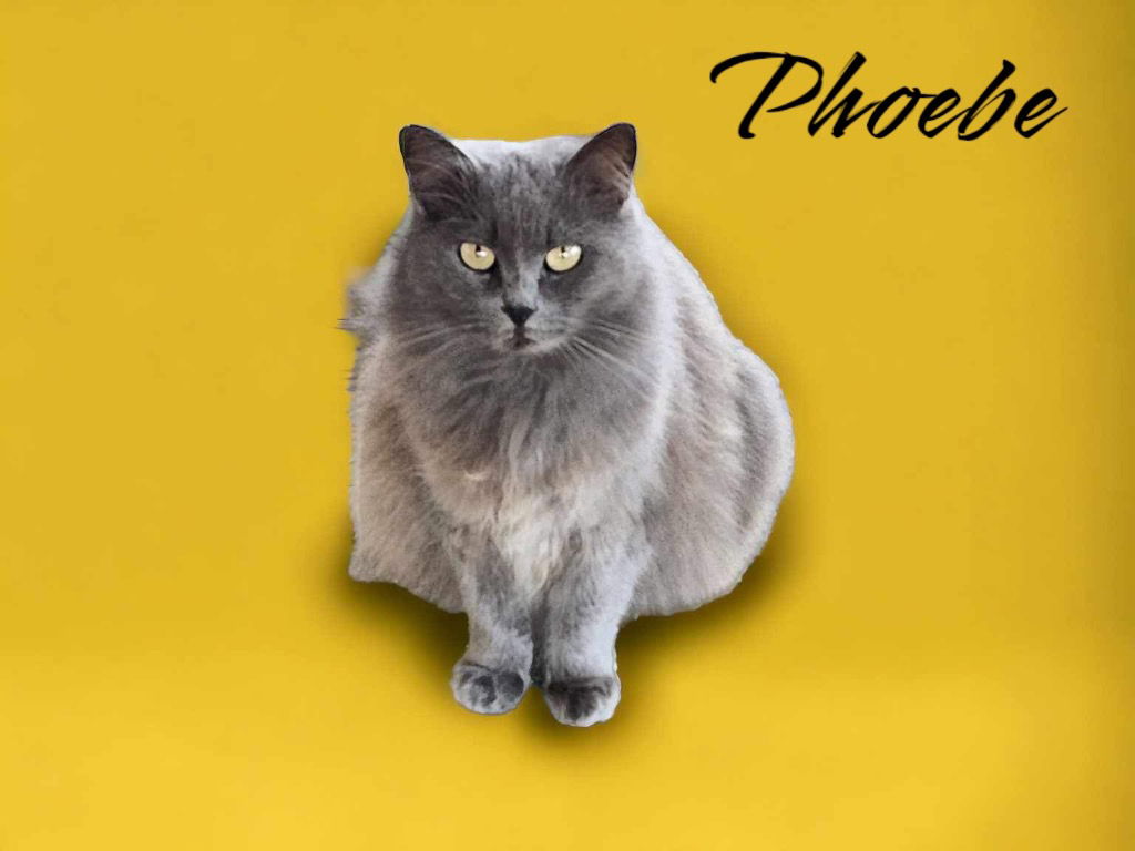 adoptable Cat in Nashville, GA named Phoebe