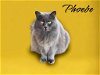 adoptable Cat in nashville, IL named Phoebe