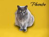 adoptable Cat in  named Phoebe