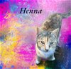 adoptable Cat in nashville, GA named Henna