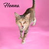 adoptable Cat in Nashville, GA named Henna