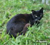 adoptable Cat in Nashville, GA named Envy