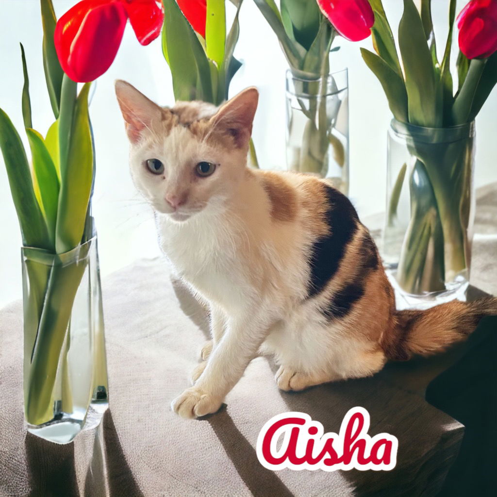 adoptable Cat in Nashville, GA named Aisha