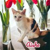 adoptable Cat in nashville, GA named Aisha