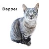 adoptable Cat in nashville, IL named Dapper