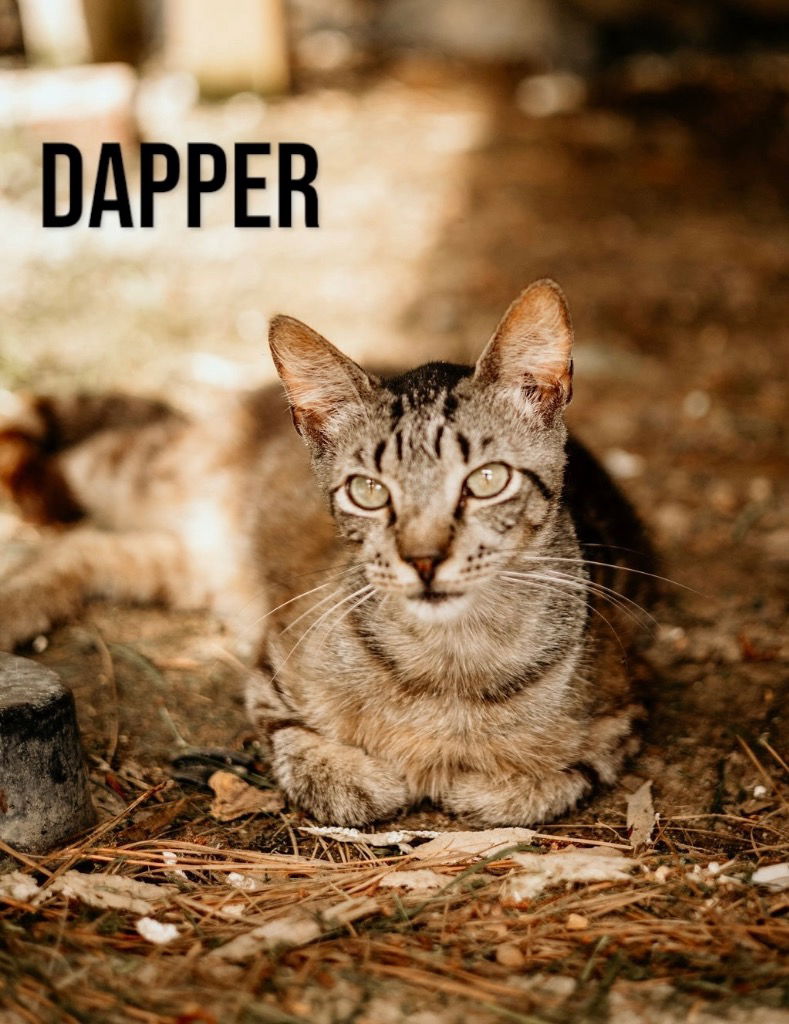 adoptable Cat in Nashville, GA named Dapper