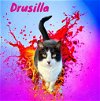 adoptable Cat in nashville, GA named Drusilla