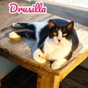 adoptable Cat in Nashville, GA named Drusilla