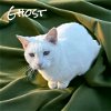 adoptable Cat in nashville, IL named Ghost