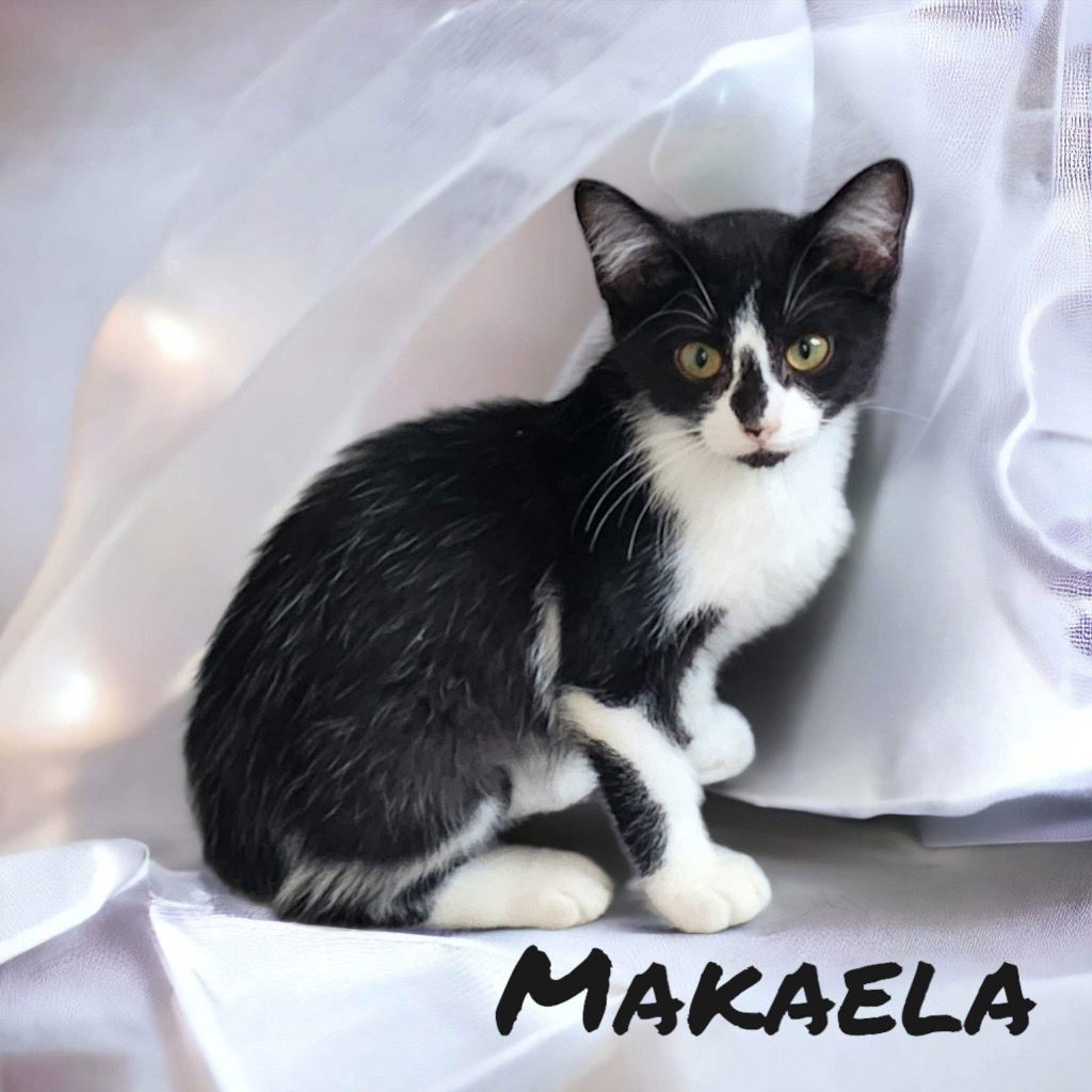 adoptable Cat in Nashville, GA named Makaela