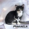 adoptable Cat in nashville, GA named Makaela