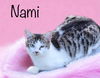 adoptable Cat in Nashville, GA named Nami