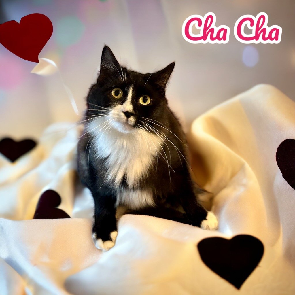 adoptable Cat in Nashville, GA named ChaCha