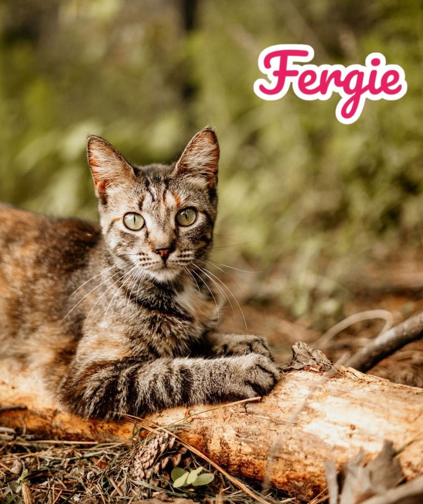 adoptable Cat in Nashville, GA named Fergie