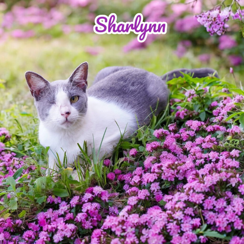 adoptable Cat in Nashville, GA named Sharlynn