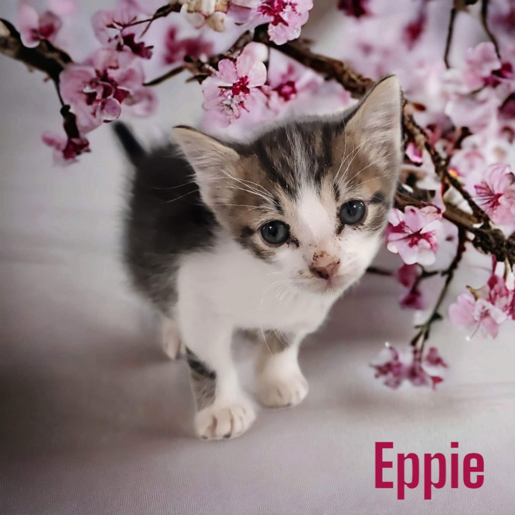 adoptable Cat in Nashville, GA named Eppie