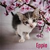 adoptable Cat in nashville, IL named Eppie
