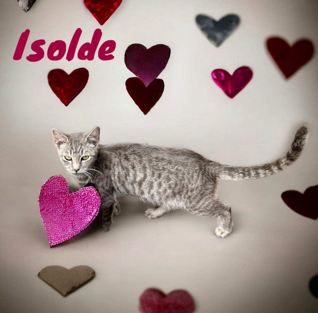 adoptable Cat in Nashville, GA named Isolde