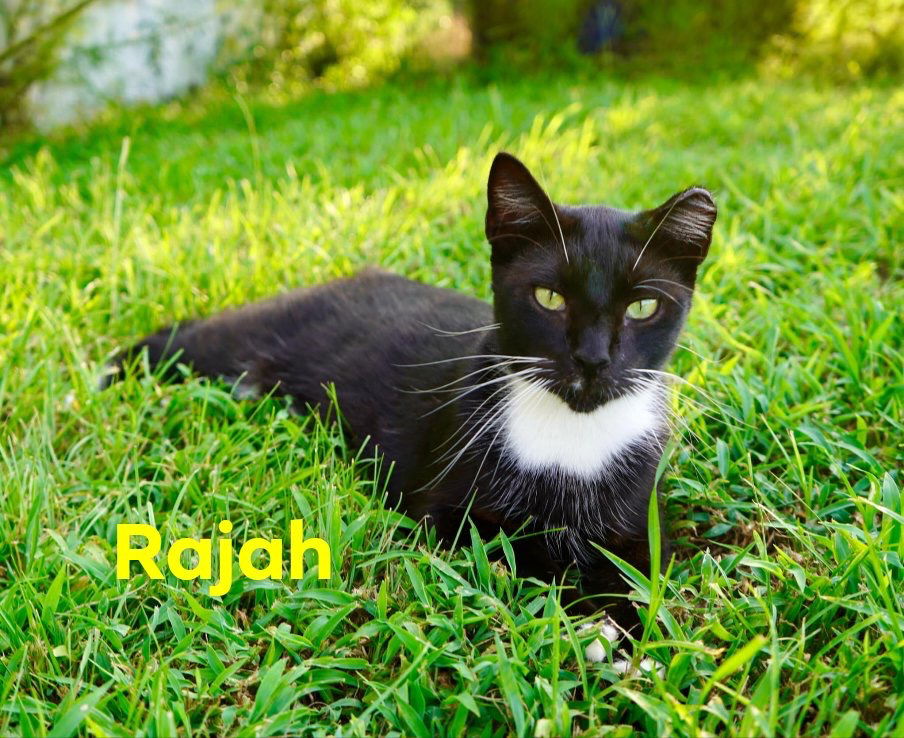 adoptable Cat in Nashville, GA named Rajah