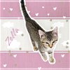 adoptable Cat in nashville, IL named Zella