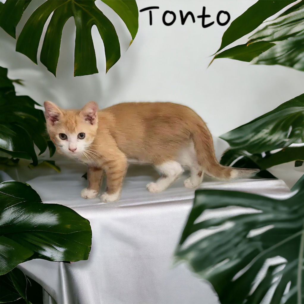 adoptable Cat in Nashville, GA named Tonto