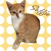 adoptable Cat in nashville, IL named Saffie