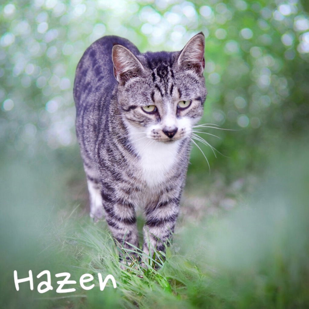 adoptable Cat in Nashville, GA named Hazen