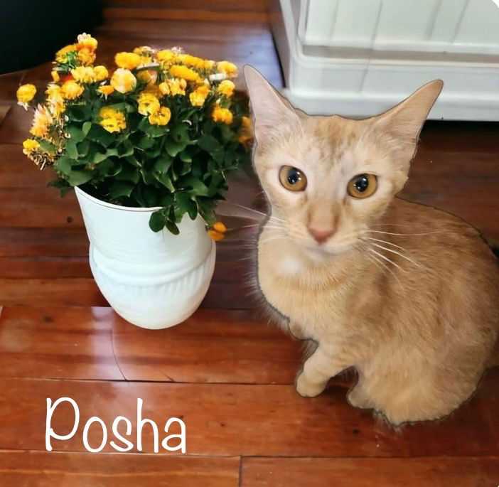 adoptable Cat in Nashville, GA named Posha