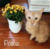 adoptable Cat in nashville, GA named Posha
