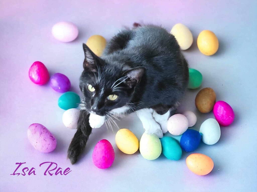 adoptable Cat in Nashville, GA named Isa Rae