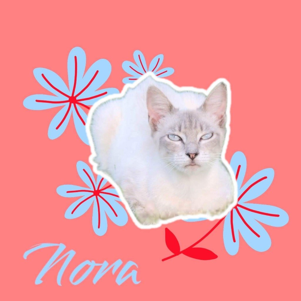 adoptable Cat in Nashville, GA named Nora