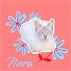 adoptable Cat in  named Nora