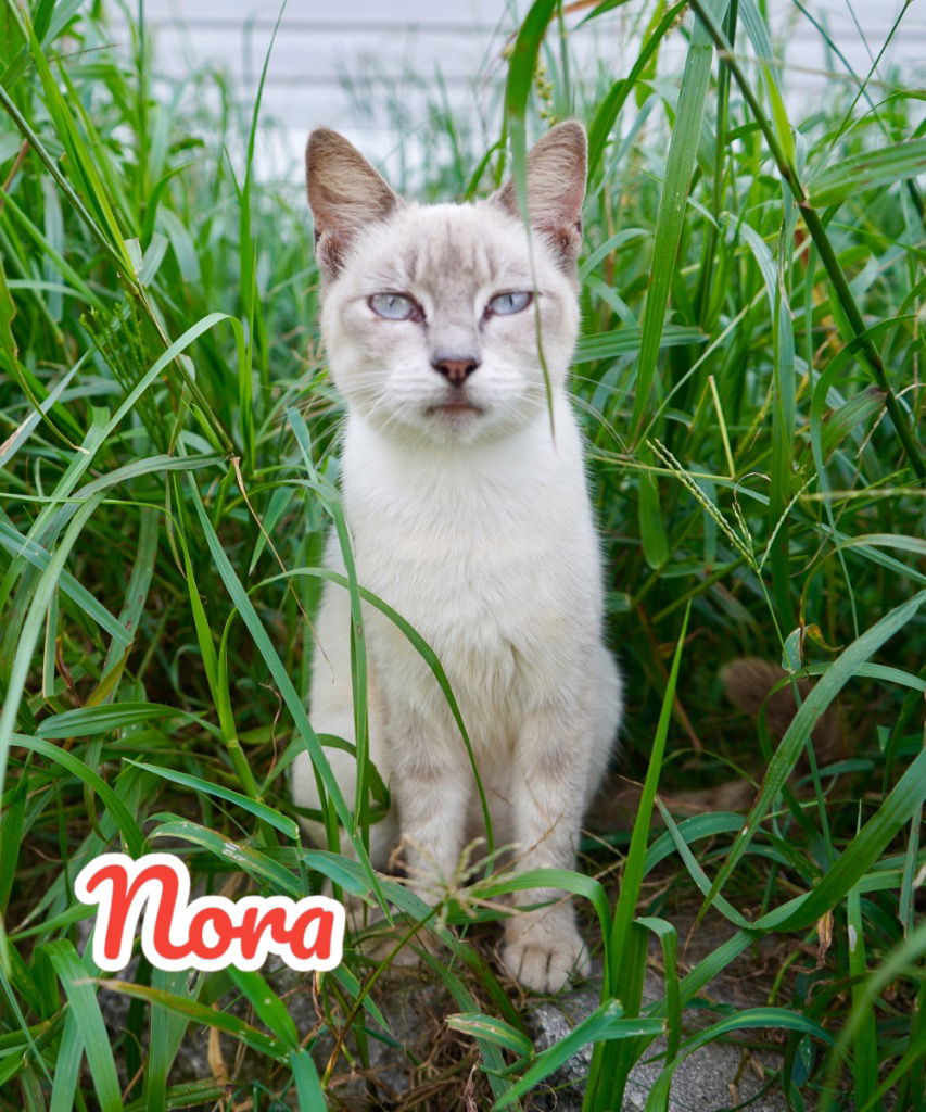 adoptable Cat in Nashville, GA named Nora