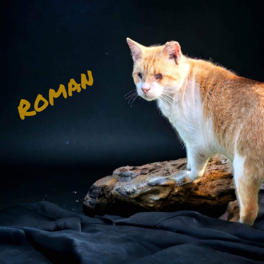 adoptable Cat in Nashville, GA named Roman