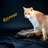 adoptable Cat in nashville, IL named Roman