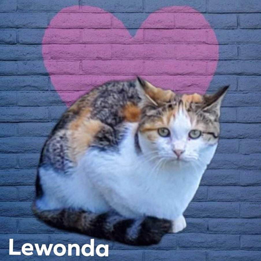 adoptable Cat in Nashville, GA named Lewonda