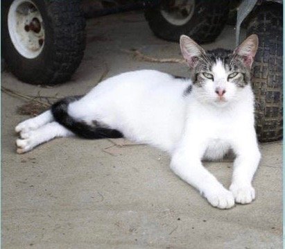 adoptable Cat in Nashville, GA named Aiko