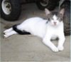 adoptable Cat in nashville, GA named Aiko