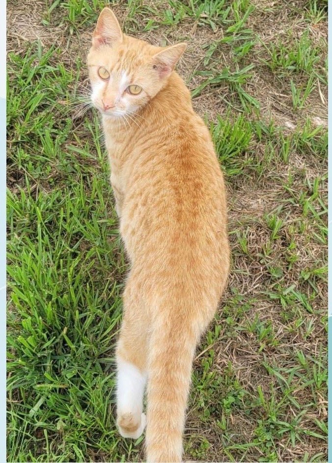 adoptable Cat in Nashville, GA named Astro