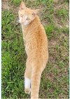 adoptable Cat in nashville, GA named Astro