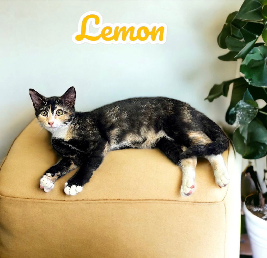 adoptable Cat in Nashville, GA named Lemon