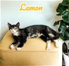 adoptable Cat in nashville, GA named Lemon