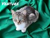 adoptable Cat in nashville, GA named Venture