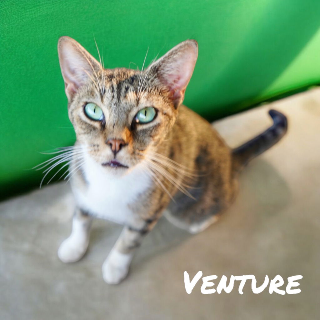 adoptable Cat in Nashville, GA named Venture