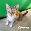 adoptable Cat in Nashville, GA named Venture