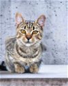 adoptable Cat in nashville, GA named Siracha