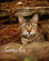 adoptable Cat in Nashville, GA named Siracha